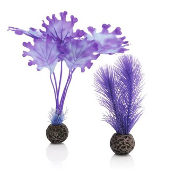 Набор "Малая фиолетовая ламинария" "BIORB" Kelp set small purple