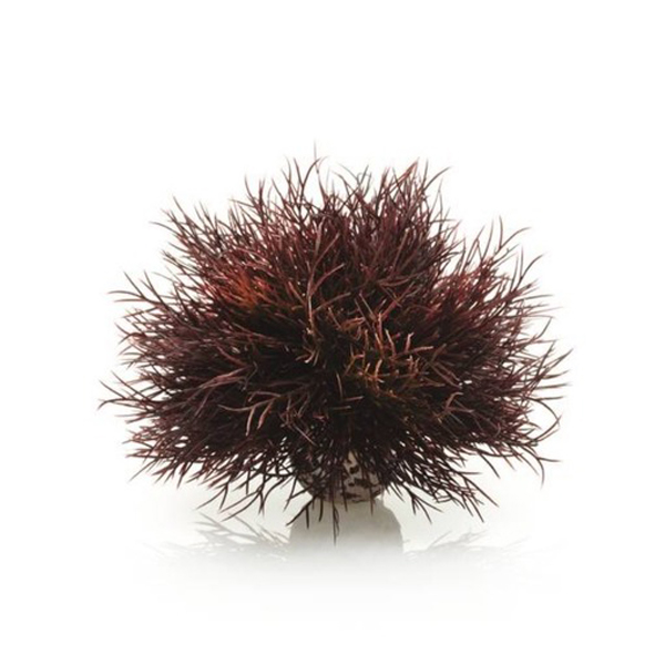 Малиновая морская лилия "BIORB" Aquatic sea lily crimson